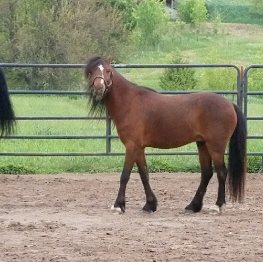 ISO Pony tack